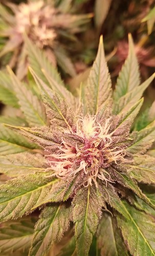 Growreport Bild 68