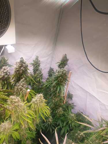 Growreport Bild 10