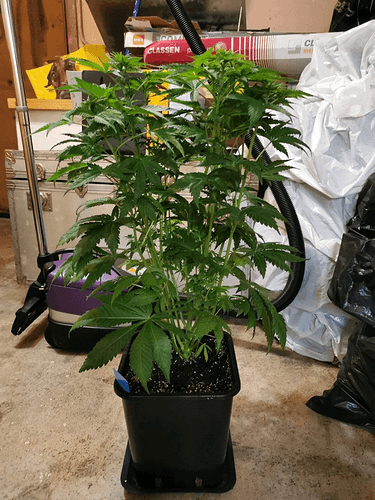 Growreport Bild 6