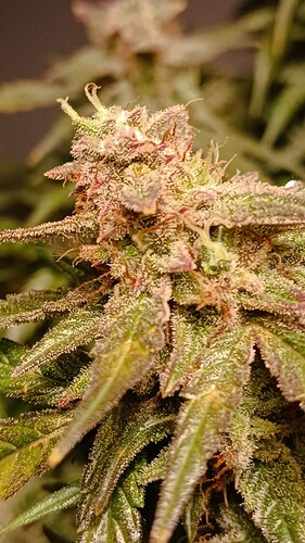 Growreport Bild 18