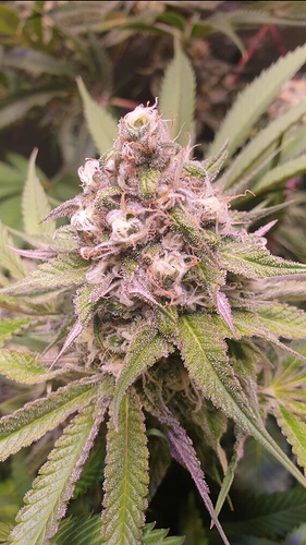 Growreport Bild 1