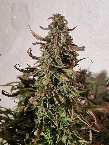 Growreport Bild 11