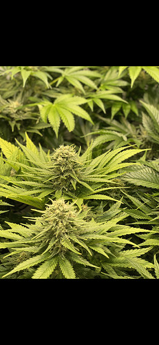 Growreport Bild 19