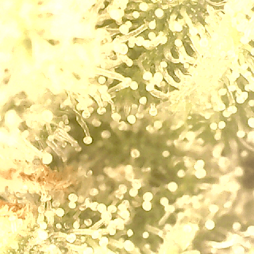 Growreport Bild 8