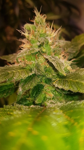 Growreport Bild 4
