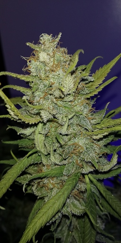 Growreport Bild 2