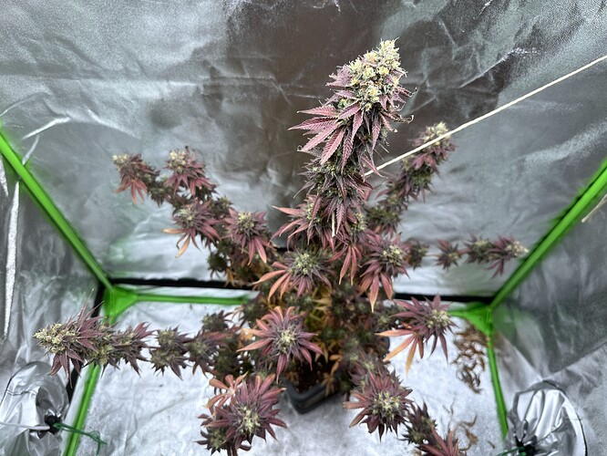 Growreport Bild 1