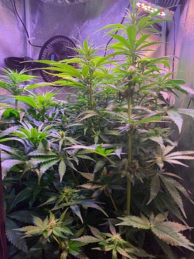 Growreport Bild 5