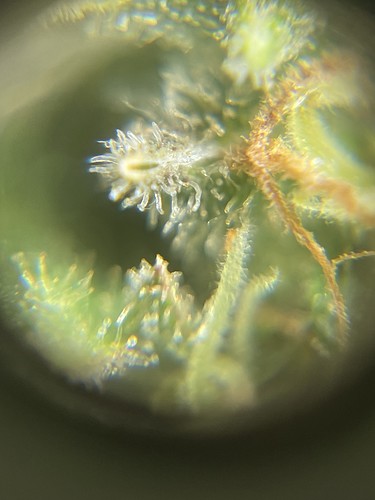 Growreport Bild 31
