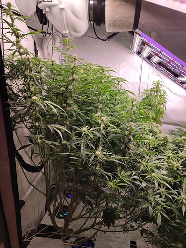 Growreport Bild 44