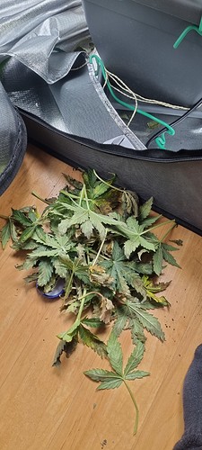 Growreport Bild 11