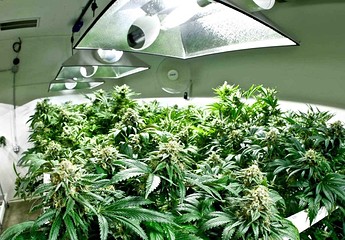 Growreport Bild 21