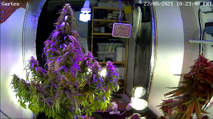 Growreport Bild 2