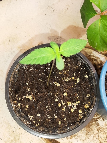 Growreport Bild 2