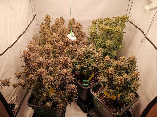 Growreport Bild 25