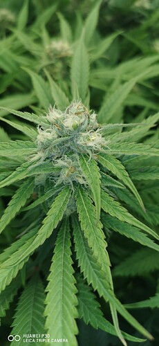 Growreport Bild 8