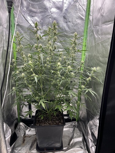 Growreport Bild 13
