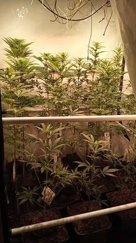 Growreport Bild 86