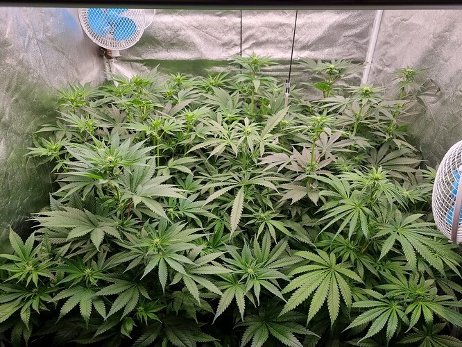 Growreport Bild 38