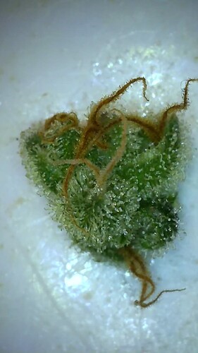 Growreport Bild 6
