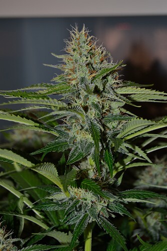 Growreport Bild 7