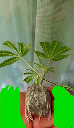 Growreport Bild 5
