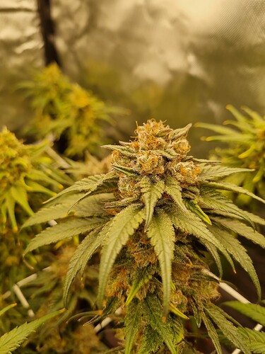 Growreport Bild 46