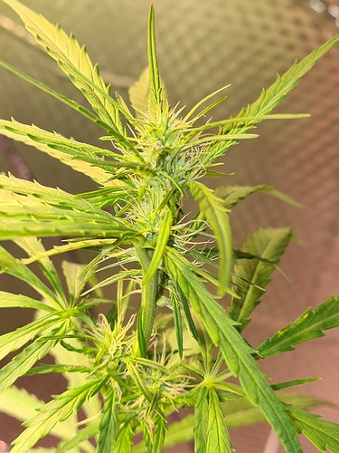 Growreport Bild 4