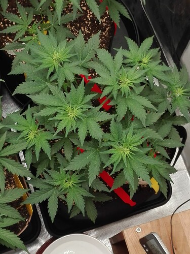 Growreport Bild 4