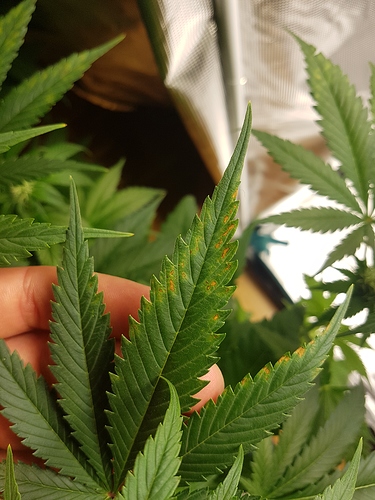 Growreport Bild 1