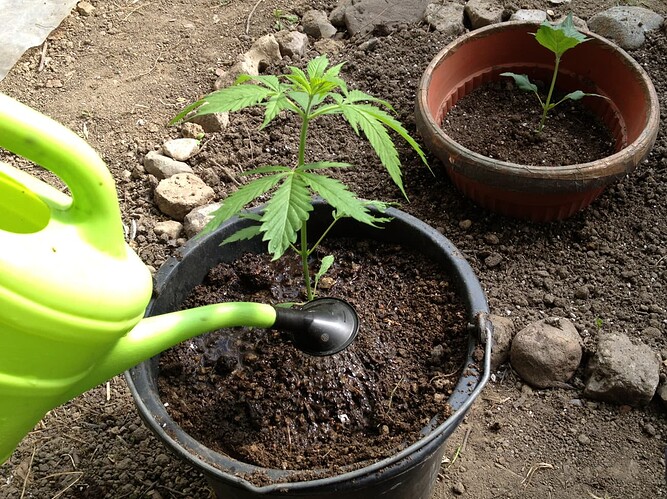 Growreport Bild 56