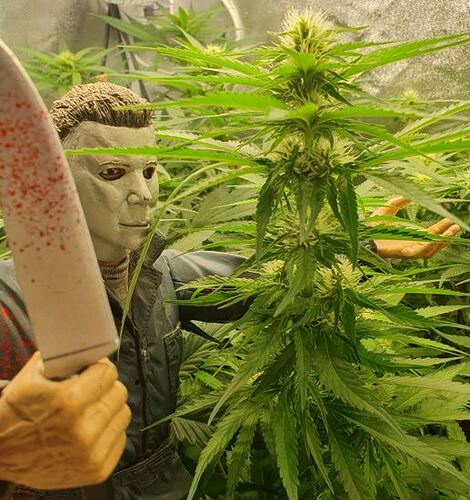 H420 - Kopie