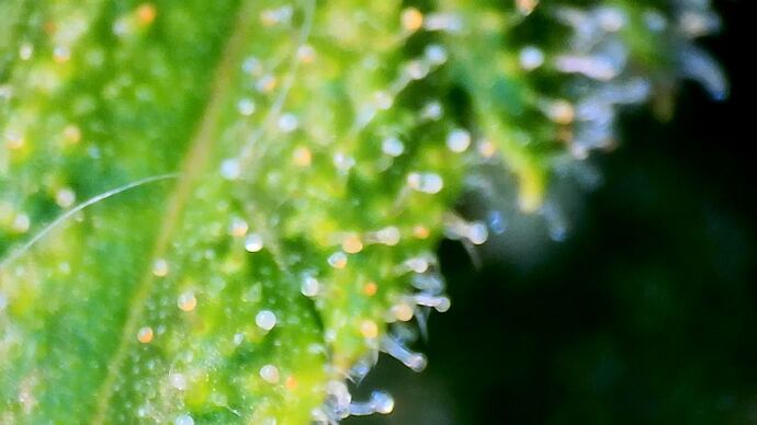 Growreport Bild 9