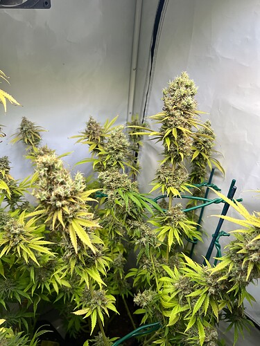 Growreport Bild 6