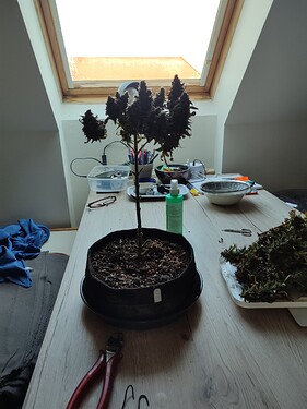 16816554761478671201940705035872