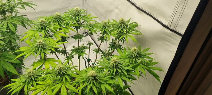Growreport Bild 1