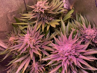 Growreport Bild 4