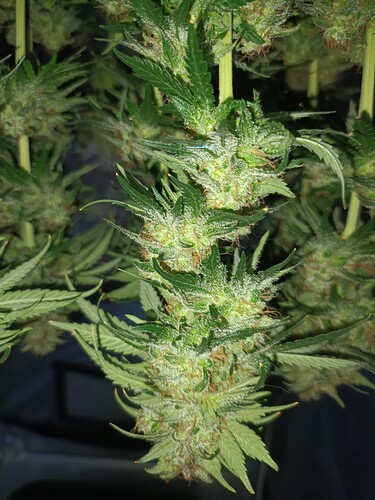 Growreport Bild 2