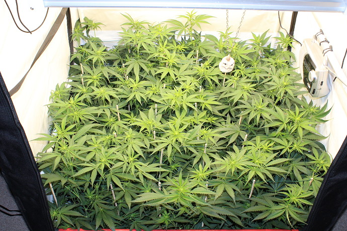 Growreport Bild 2