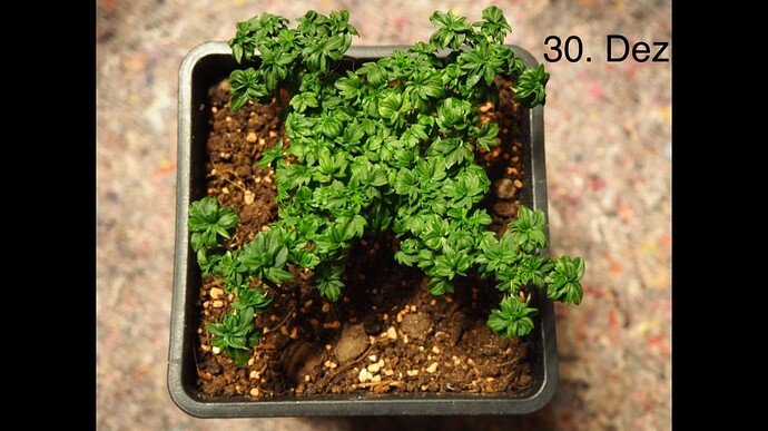 Growreport Bild 1