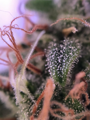 Growreport Bild 33