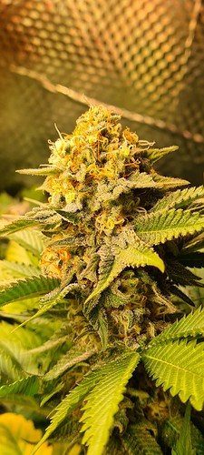 Growreport Bild 6