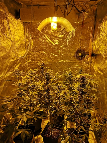 Growreport Bild 1