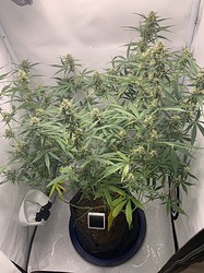 Growreport Bild 19