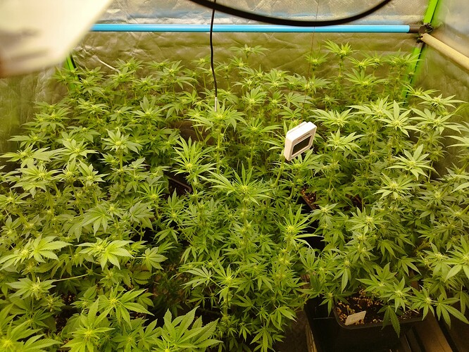 Growreport Bild 7