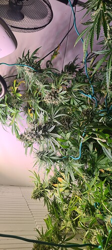 Growreport Bild 5