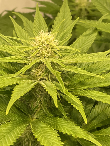 Growreport Bild 55