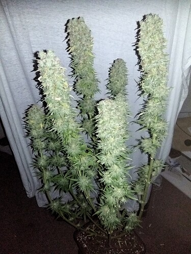 Growreport Bild 10