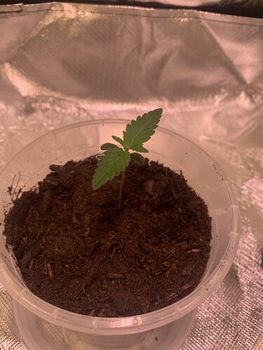Growreport Bild 7