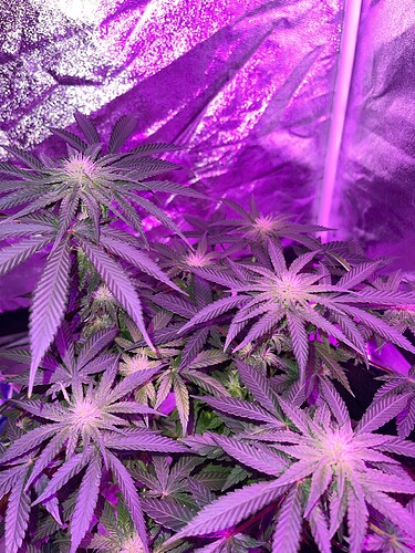 Growreport Bild 1